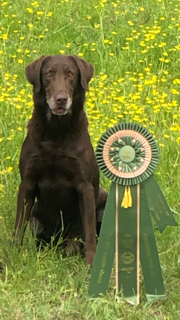 8x GRHRCH UH HOF Hardy Lakes Chipotle Gump MNR MH (25) | Chocolate Labrador Retriver