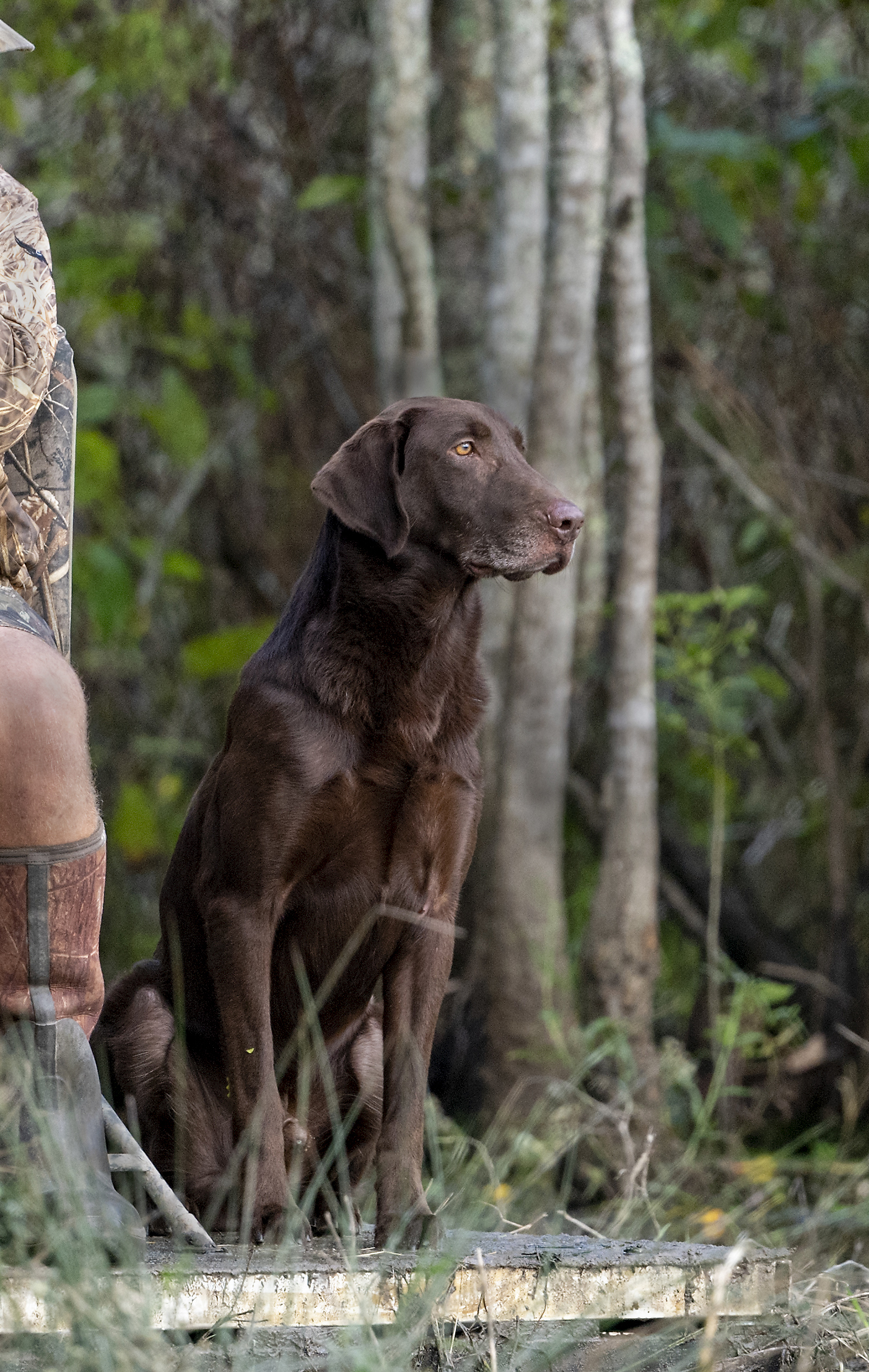 8x GRHRCH UH HOF Hardy Lakes Chipotle Gump MNR MH (25) | Chocolate Labrador Retriver