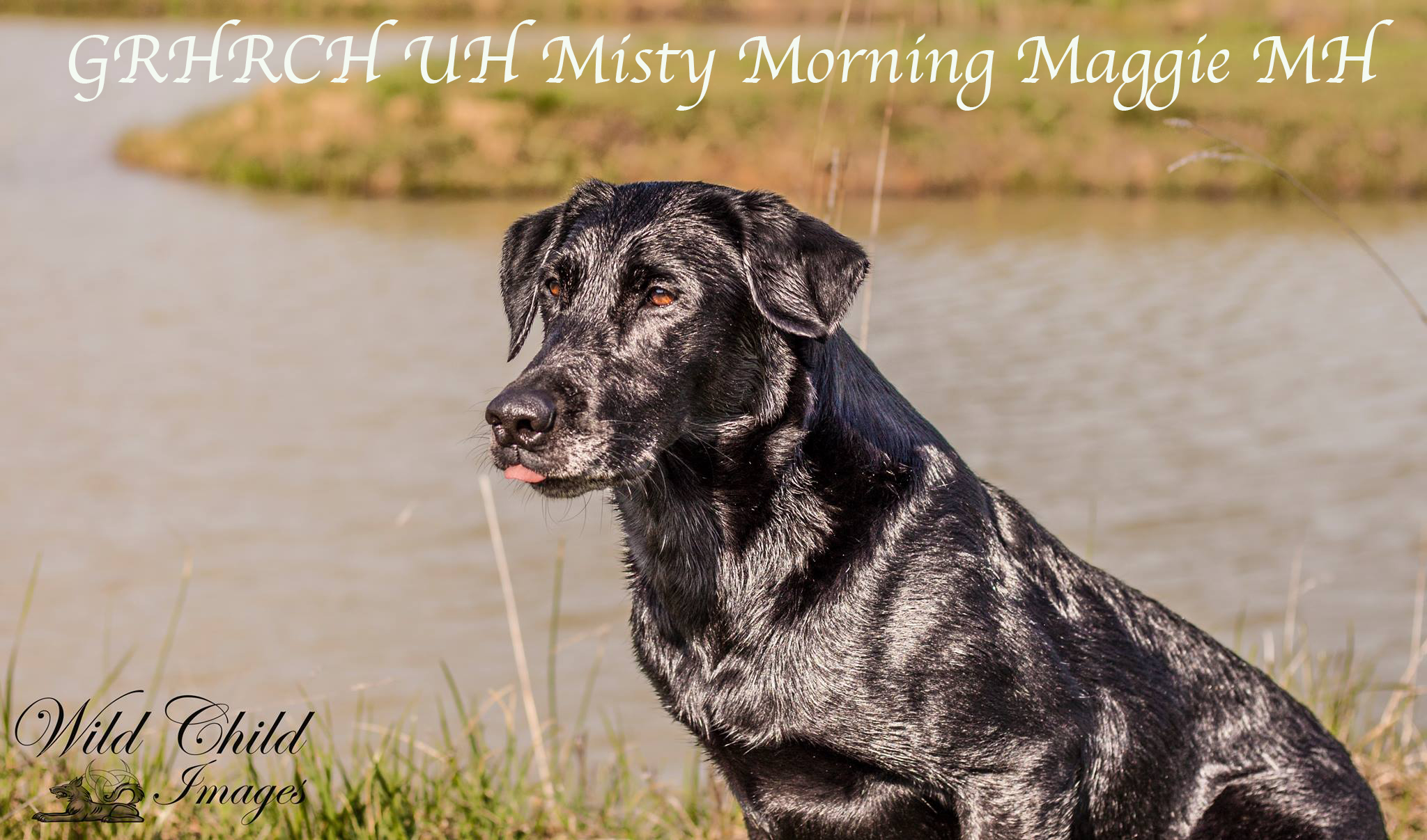 GRHRCH UH Misty Morning Maggie MH | Black Labrador Retriver