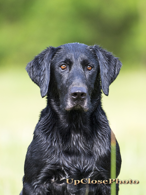 HRCH Zek VI Daffron MH | Black Labrador Retriver