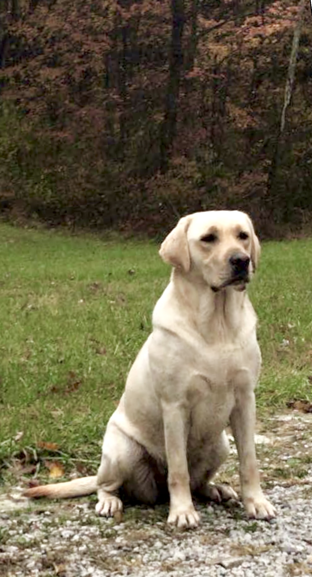 HR Coon Island's Jammin' At Woodstock MH | Yellow Labrador Retriver