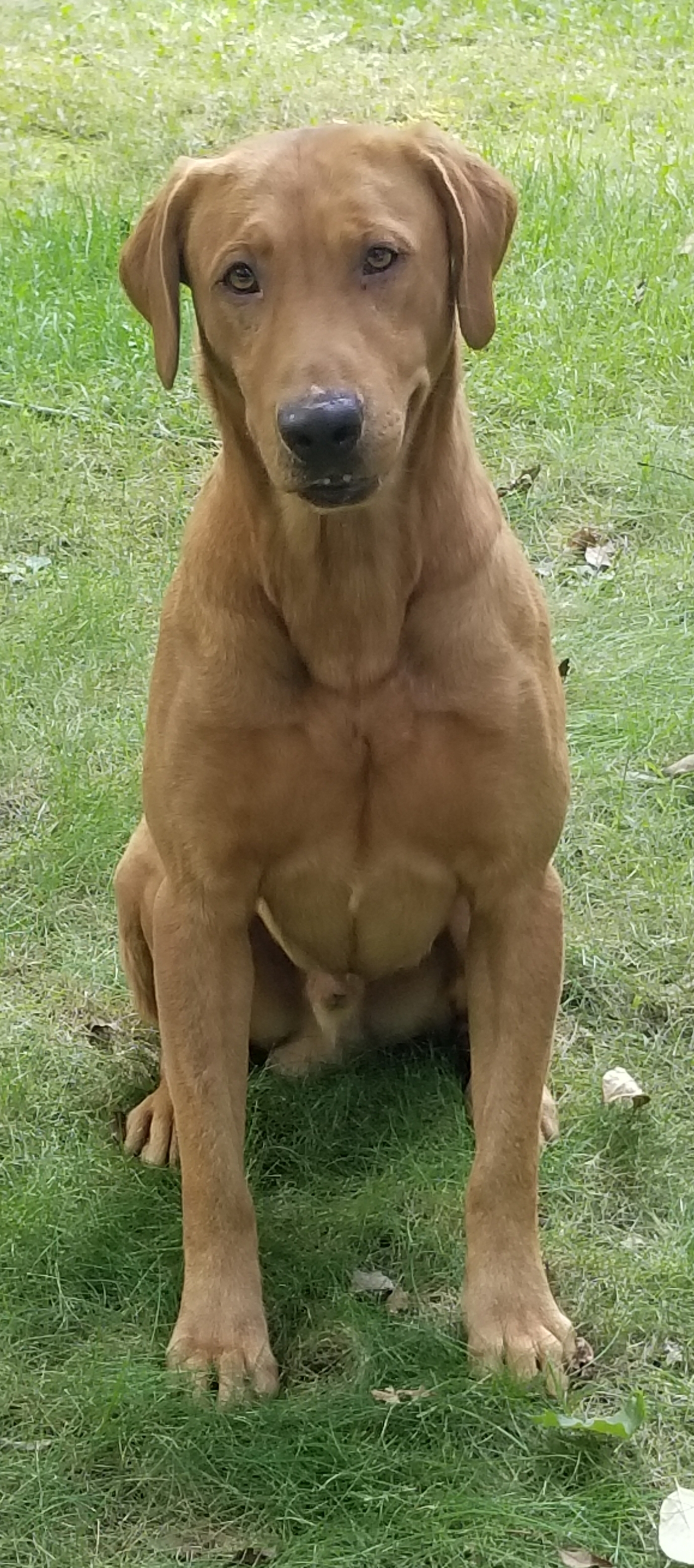 Red Hots You'll Shoot Ur Eye Out Kid | Yellow Labrador Retriver