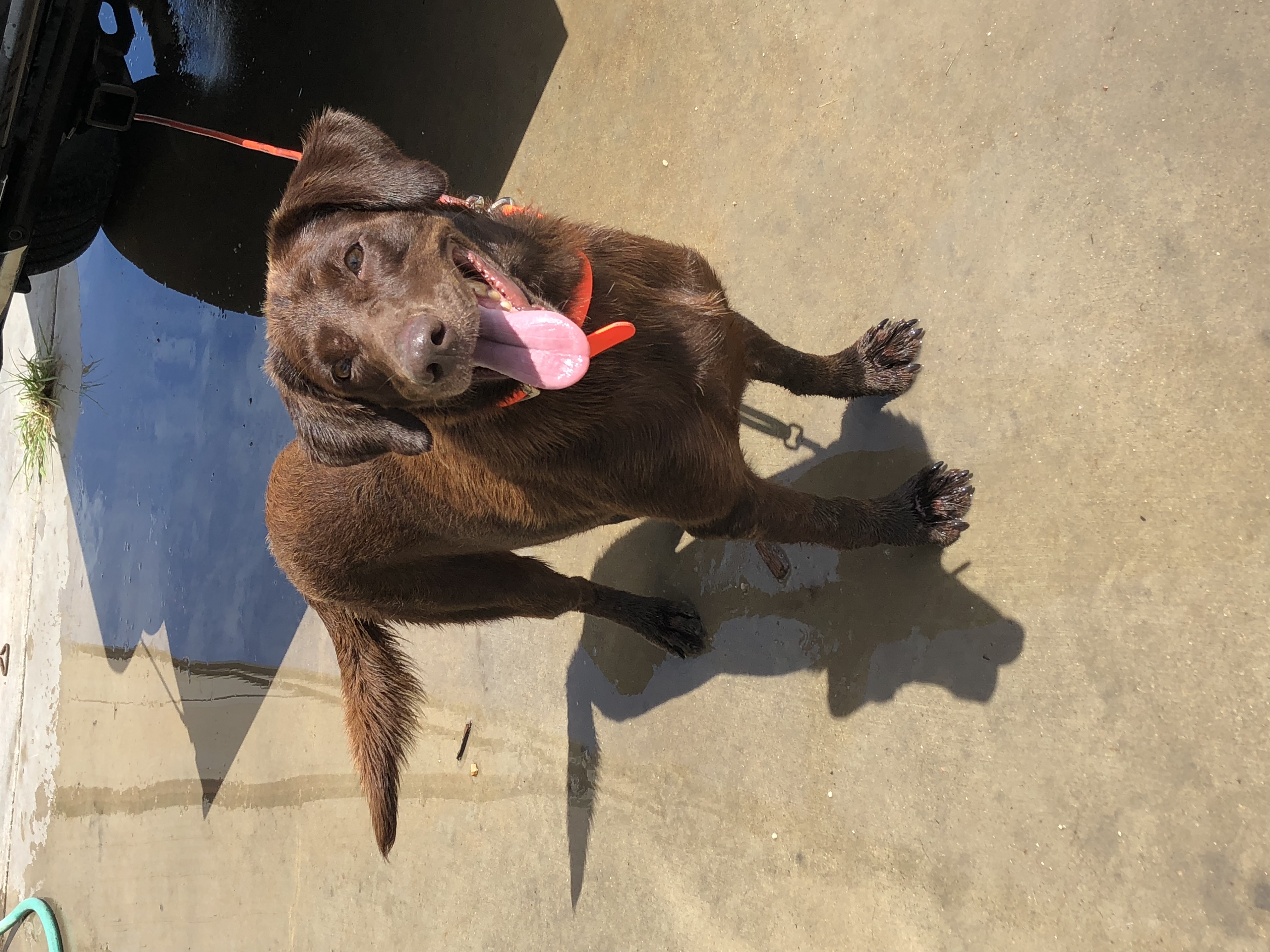 Rock Solid Mountain's Top Princess JH DS | Chocolate Labrador Retriver