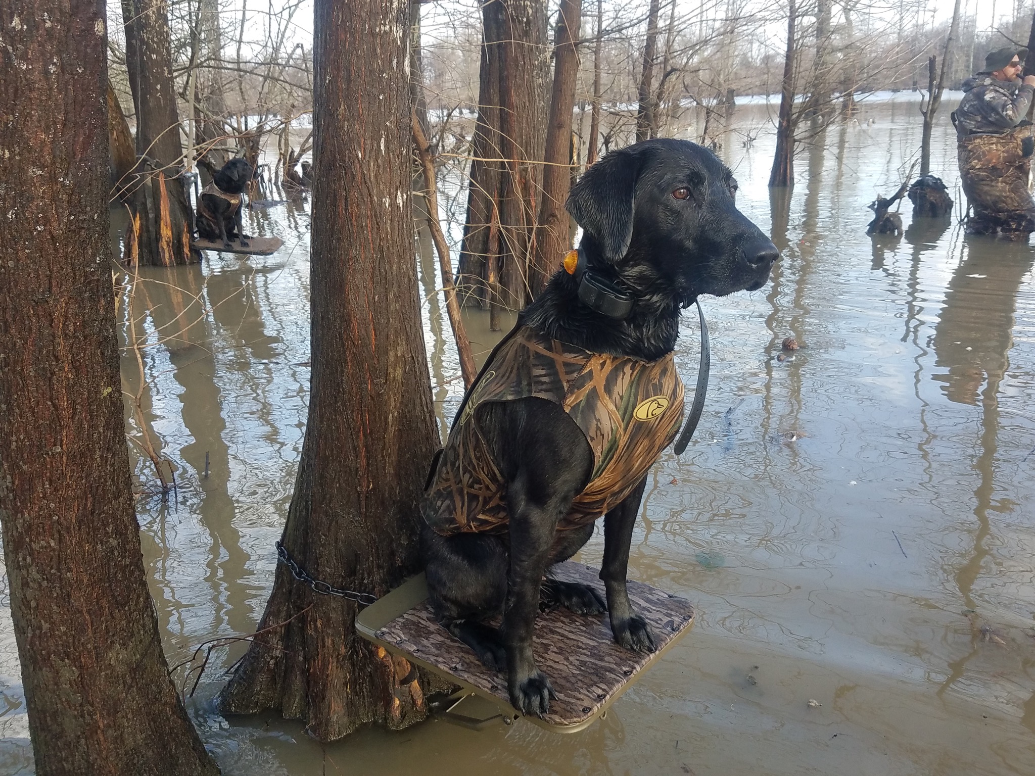 MHR/WR/WUR/SR Colrain Locatin' Lola | Black Labrador Retriver