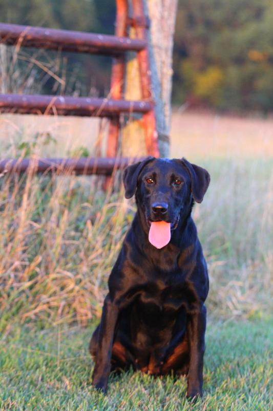 HRCH Trinity Oak's Bluegoose Camo | Black Labrador Retriver