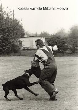 Cecar v.d. Mibaf's Hoeve | Black Doberman Pinscher