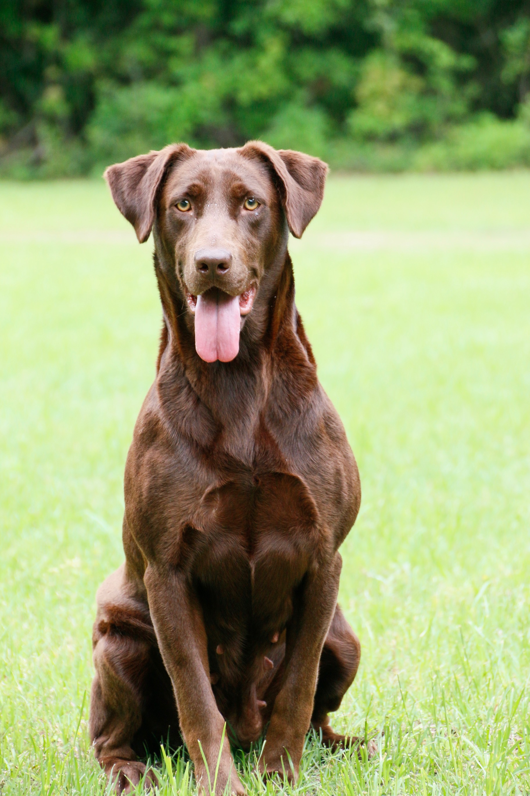 HR North Louisiana Lil | Chocolate Labrador Retriver