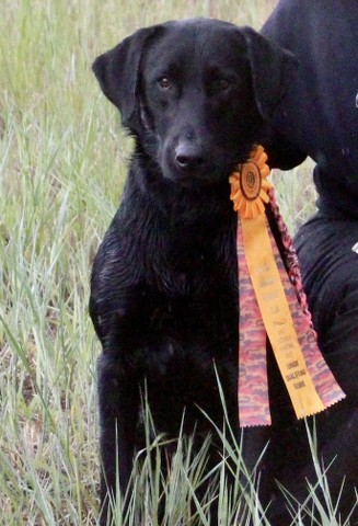 Sunny Skies Jumpin Jack Back In A Flash MH CGC | Black Labrador Retriver