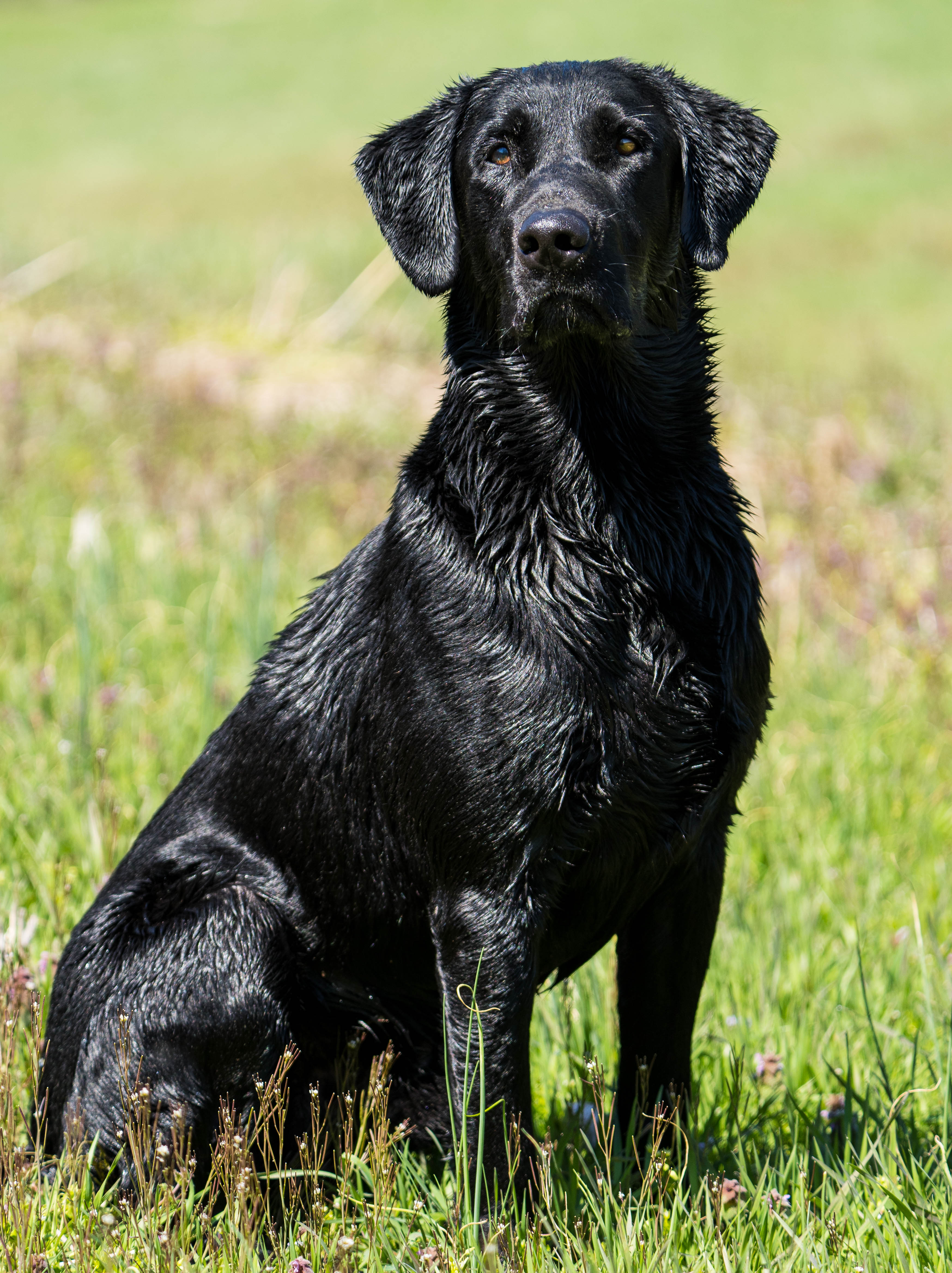 GRHRCH UH Continental Cruisin The Hillside MH MNR | Black Labrador Retriver