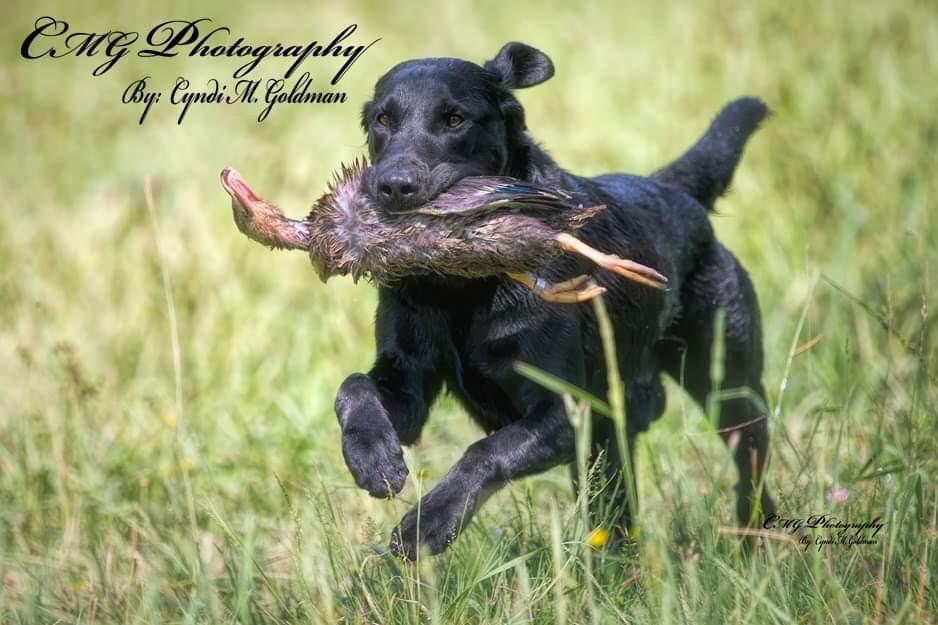 GRHRCH UH Continental Cruisin The Hillside MH MNR | Black Labrador Retriver