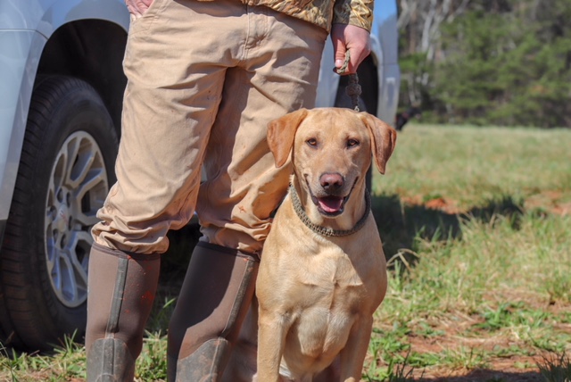 4xGMPR HRCH Bennett's Wyatt Earp MH | Yellow Labrador Retriver