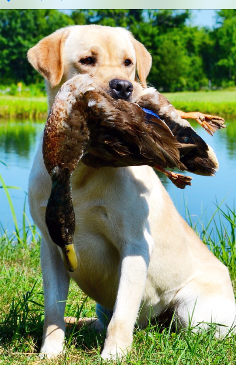 Robin's Tanglewood Jackson MH | Yellow Labrador Retriver