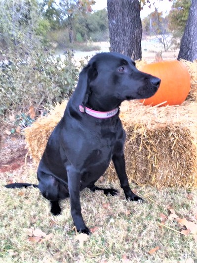 WyngMaster Hunt Queen Ida Red | Black Labrador Retriver