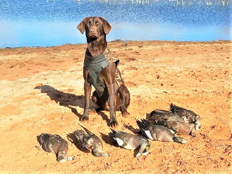 WyngMaster Sweet Jenna | Chocolate Labrador Retriver