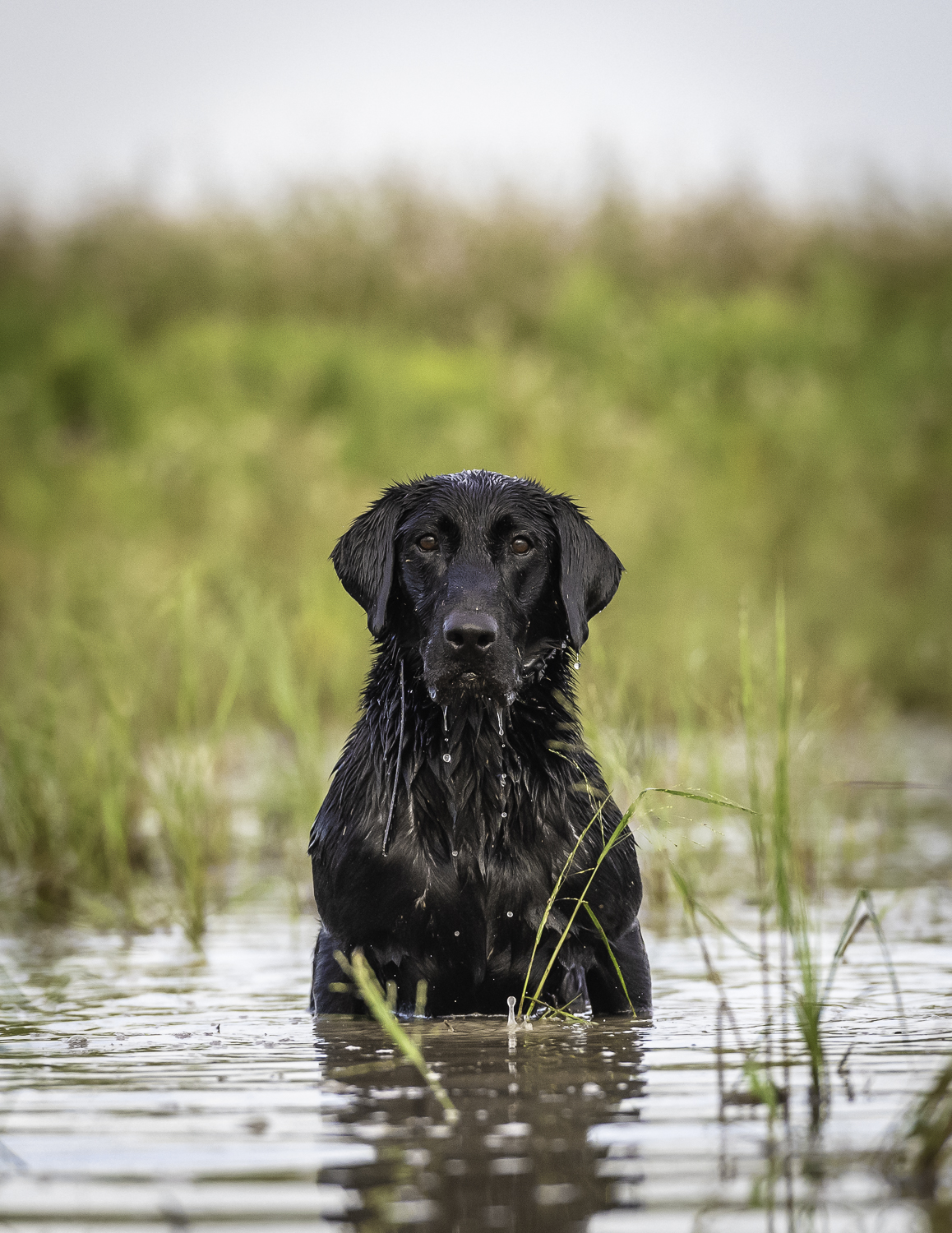 Shotgun Willie Nelson MH | Black Labrador Retriver