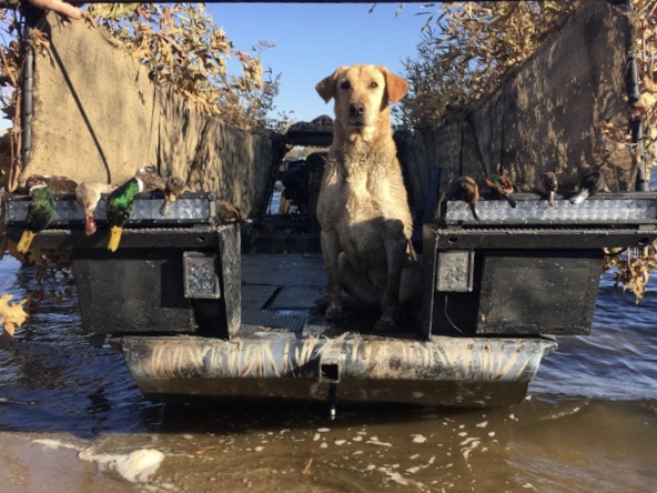 HRCH BWC'S Blondes Have More Fun MH | Yellow Labrador Retriver