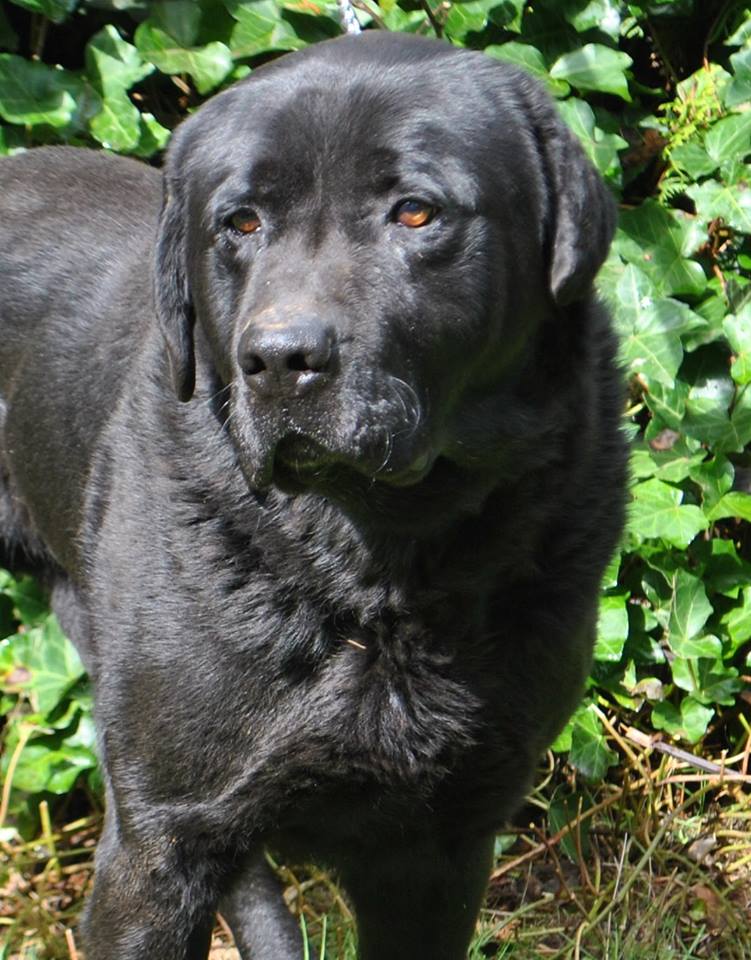 Mirl's Maynard | Black Labrador Retriver