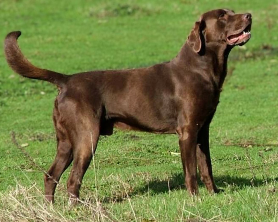 Bullruns Rip | Chocolate Labrador Retriver