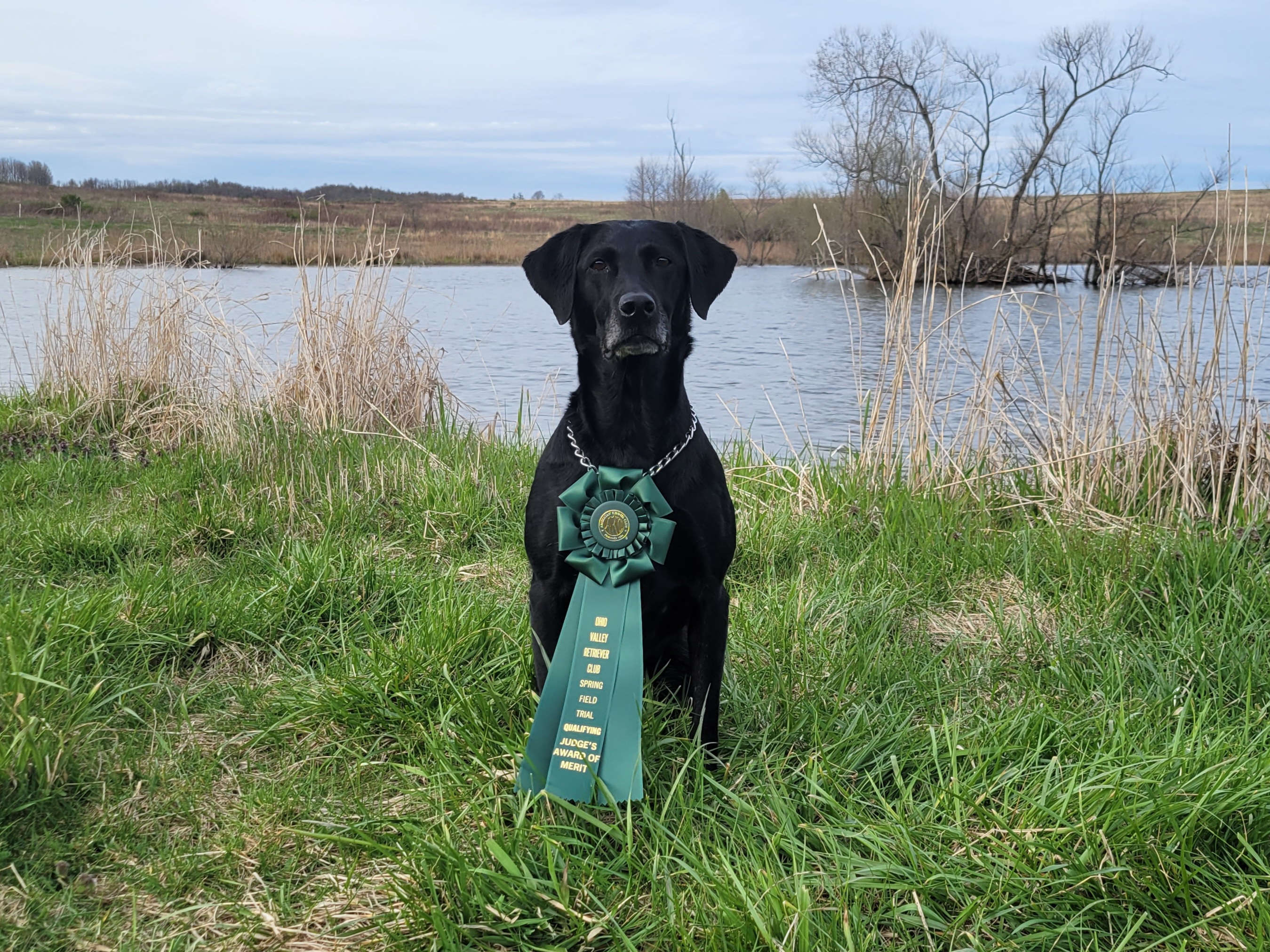 Olinger's Rocky River Delta MH | Black Labrador Retriver