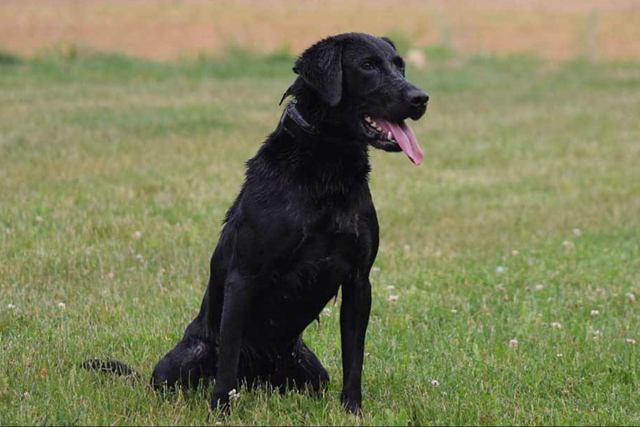 Olinger's Rocky River Delta MH | Black Labrador Retriver