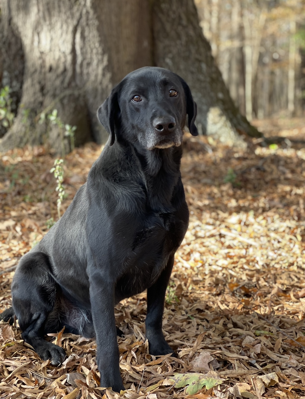 FC Rocket Blasts For Blue | Black Labrador Retriver