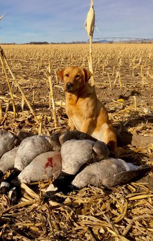 Uinta's Hawkeye Contender | Yellow Labrador Retriver