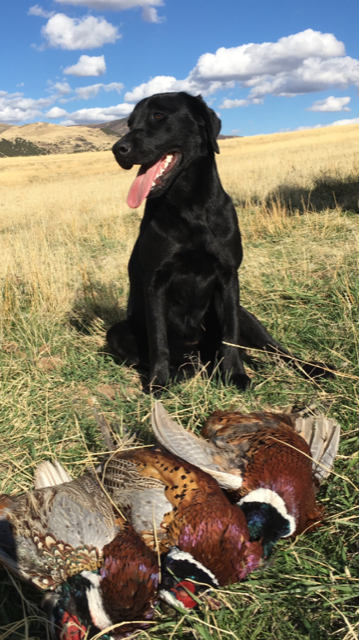 Uinta's Backcountry Flyer | Black Labrador Retriver