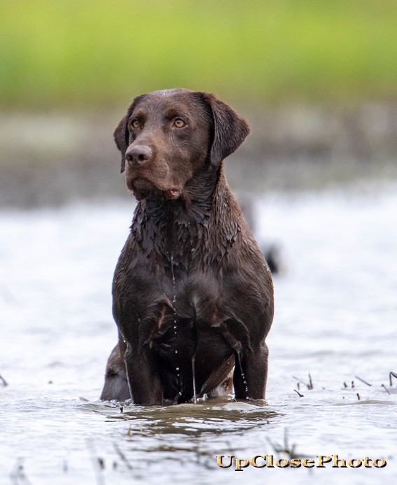 GRHRCH UH Dakota's True Blue Roux MH | Chocolate Labrador Retriver