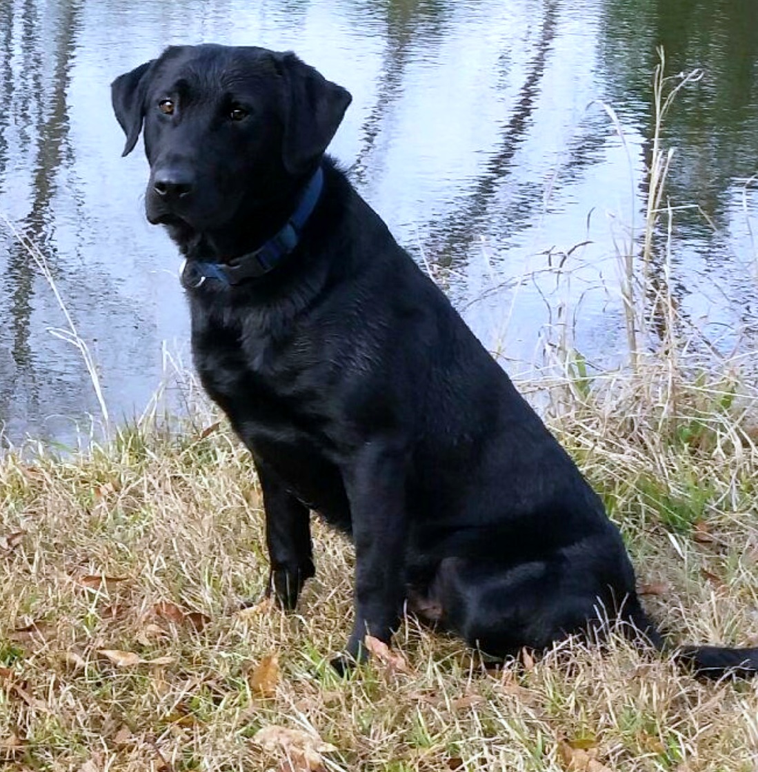 GRHRCH Etched In Stone Something Royal MH | Black Labrador Retriver