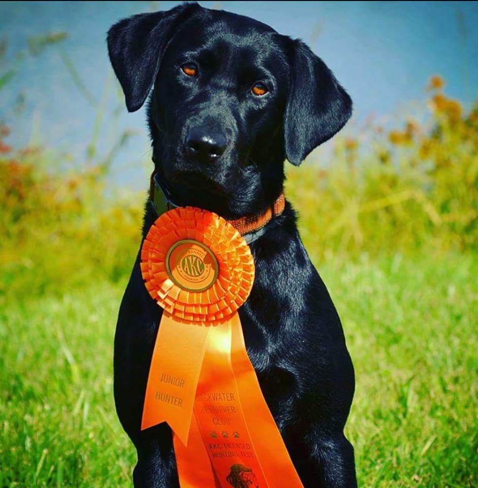 Syrah's Lively Secret JH | Black Labrador Retriver