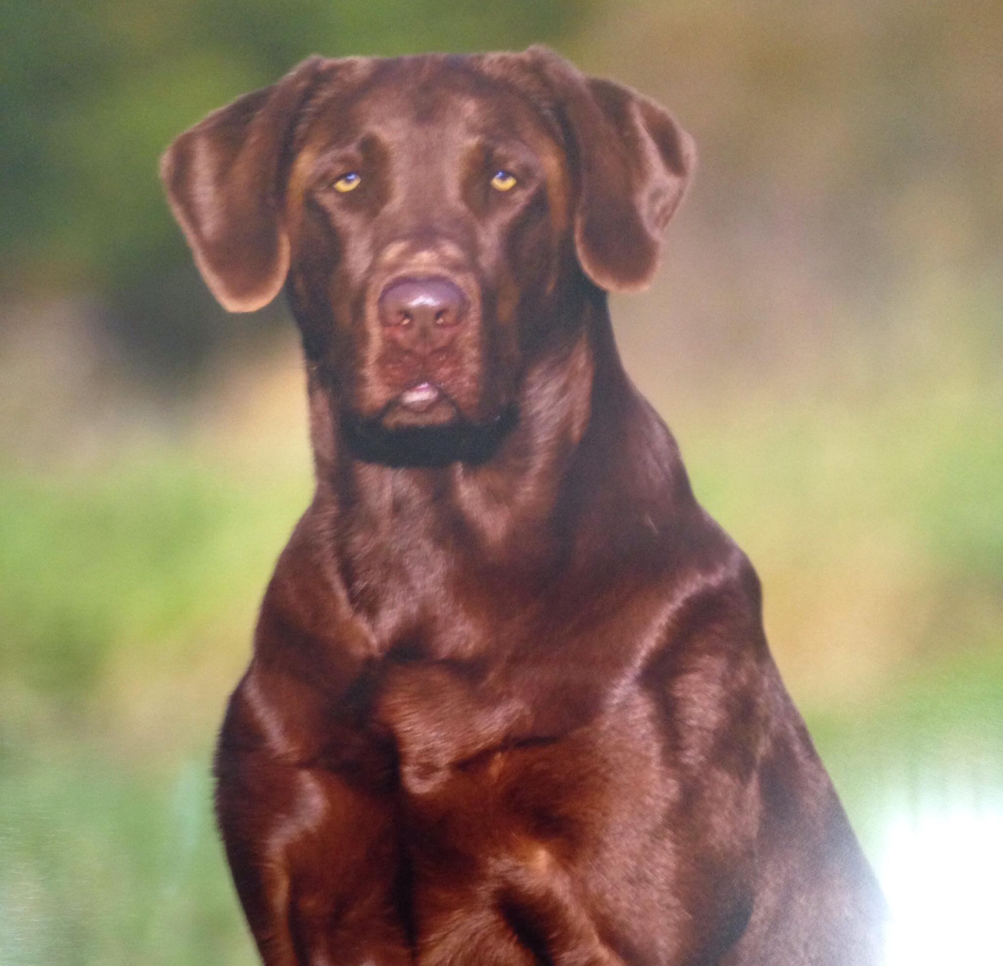 HRCH Ace On The River IV MH, MNH | Chocolate Labrador Retriver