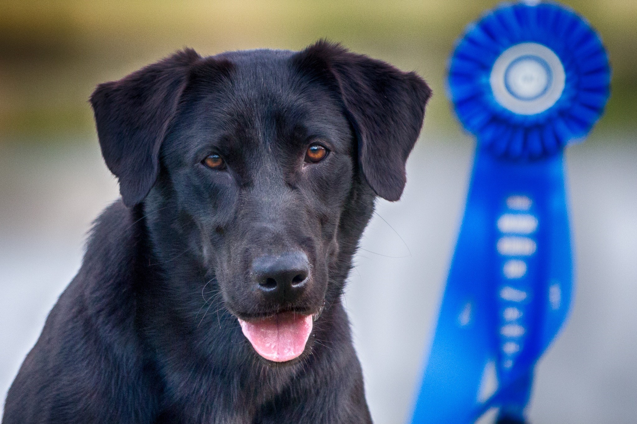 Spring River's Mulligan QAA | Black Labrador Retriver