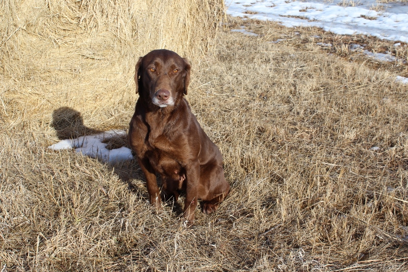 Long Spur's Cuckoo For Cocoa Puffs JH | Chocolate Labrador Retriver