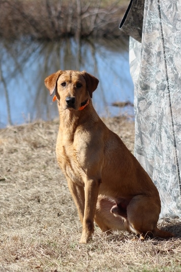 Long Spur's QB Tuck N Run MH | Yellow Labrador Retriver