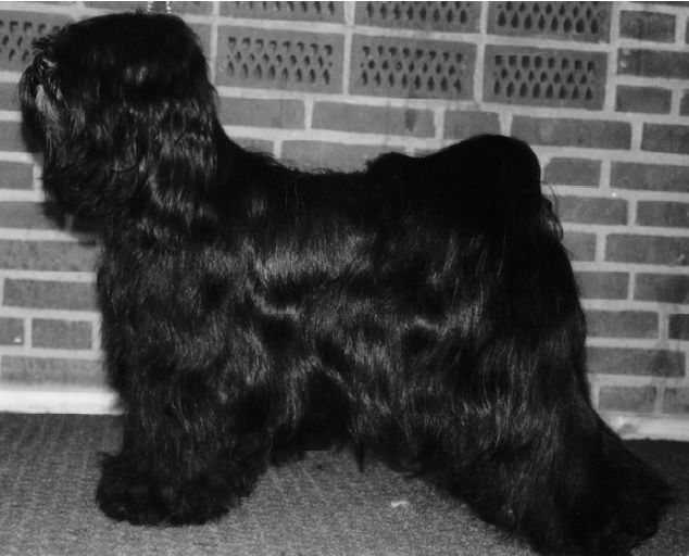 TIBATZ LADY GODIVA | Tibetan Terrier 