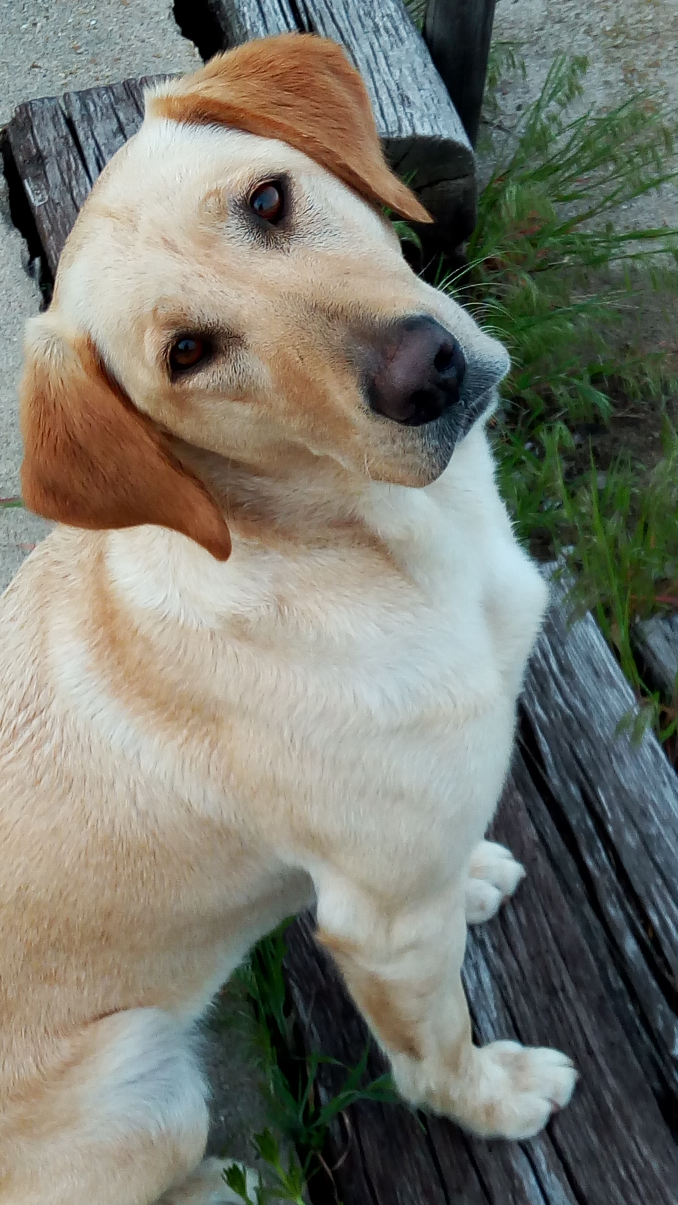 CPR HRCH Lone Tree's Kimblederry Rose | Yellow Labrador Retriver