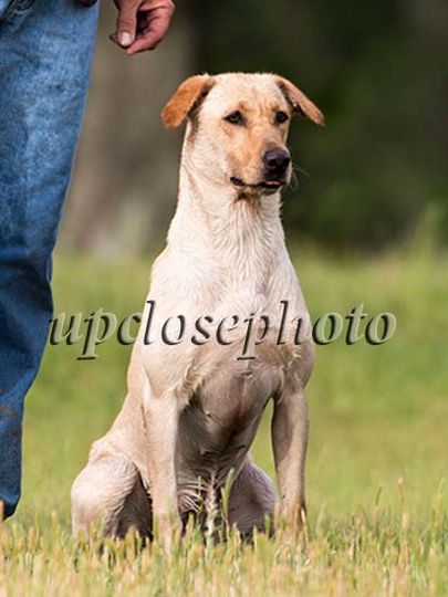 GRHRCH(6) UH HOF Y-farms Honey On The Move MH  MNH | Yellow Labrador Retriver