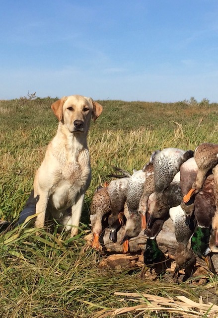 HR UH Nick's Lean & Wet Code Brew MH | Yellow Labrador Retriver