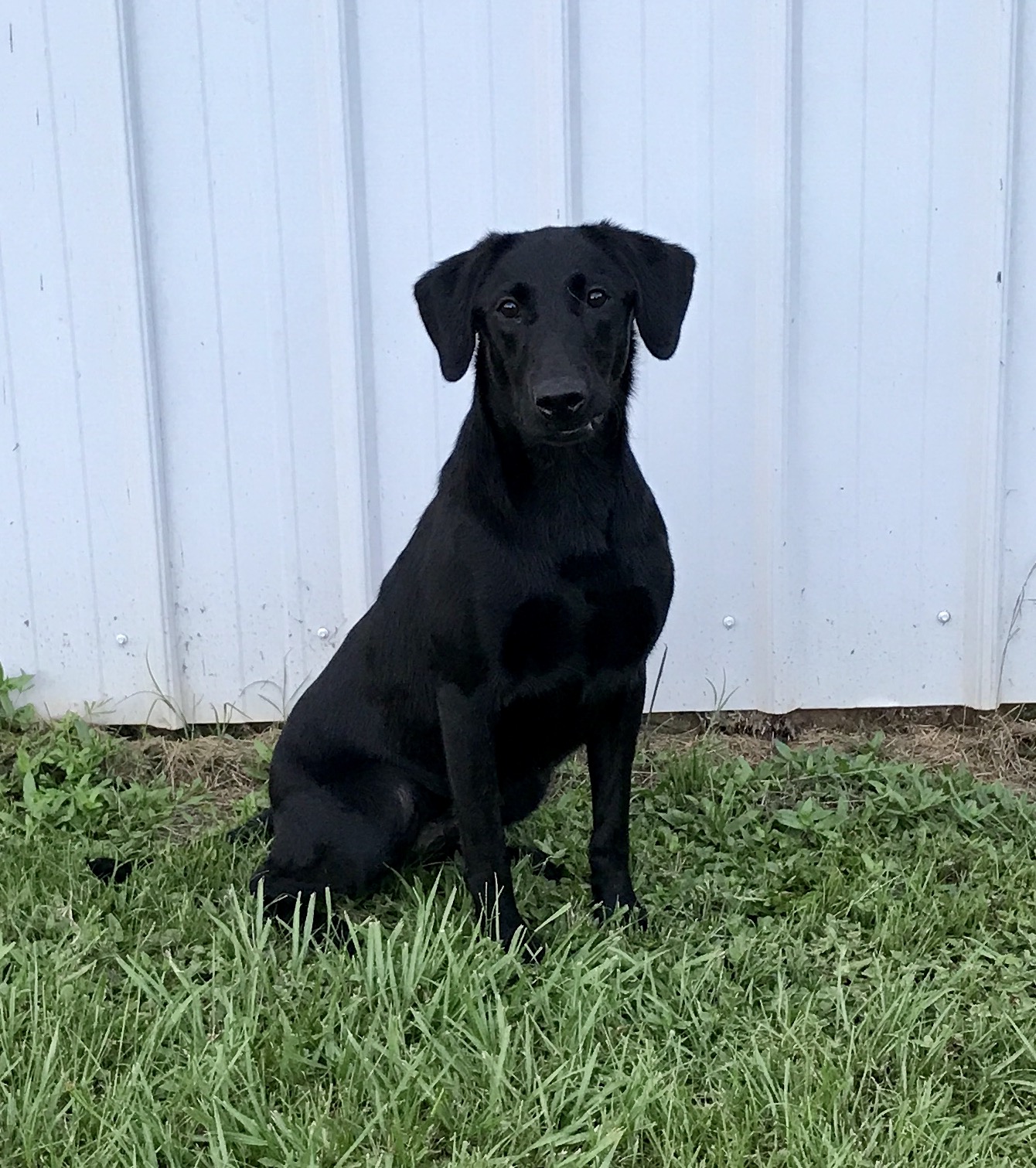 Tensaw's Mustang Girl | Black Labrador Retriver