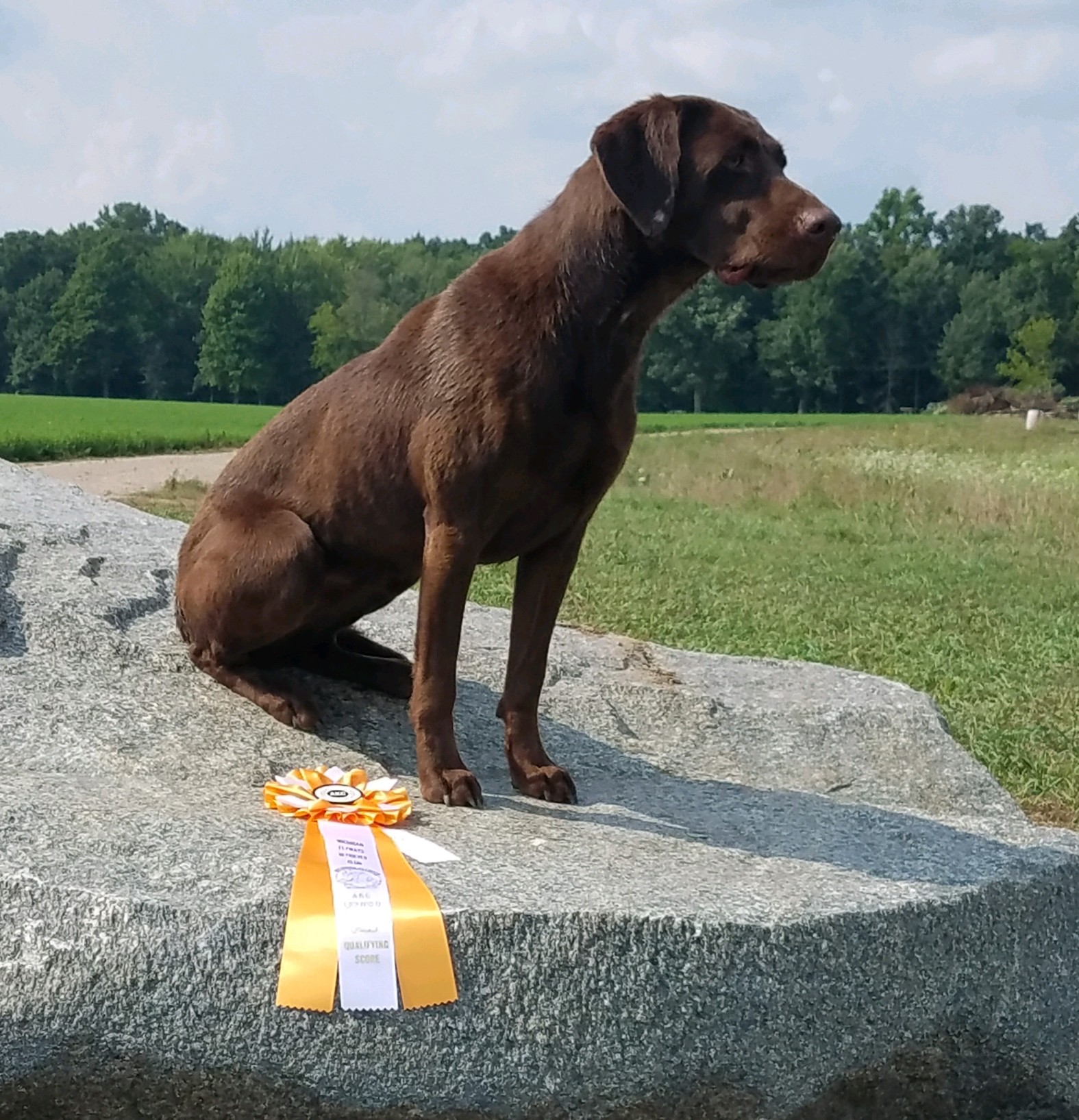 Bluewater's Blackie Special SH | Chocolate Labrador Retriver