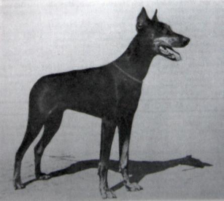 Ester Germania | Black Doberman Pinscher