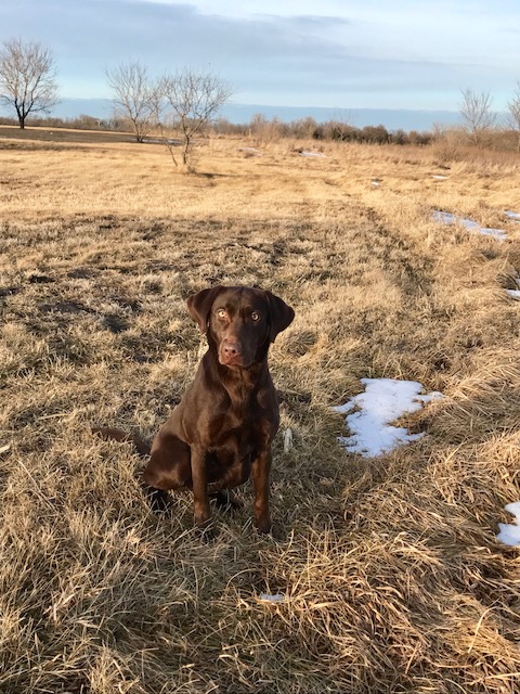 SHR Sakatah Ridge Dakota Mayhem | Chocolate Labrador Retriver