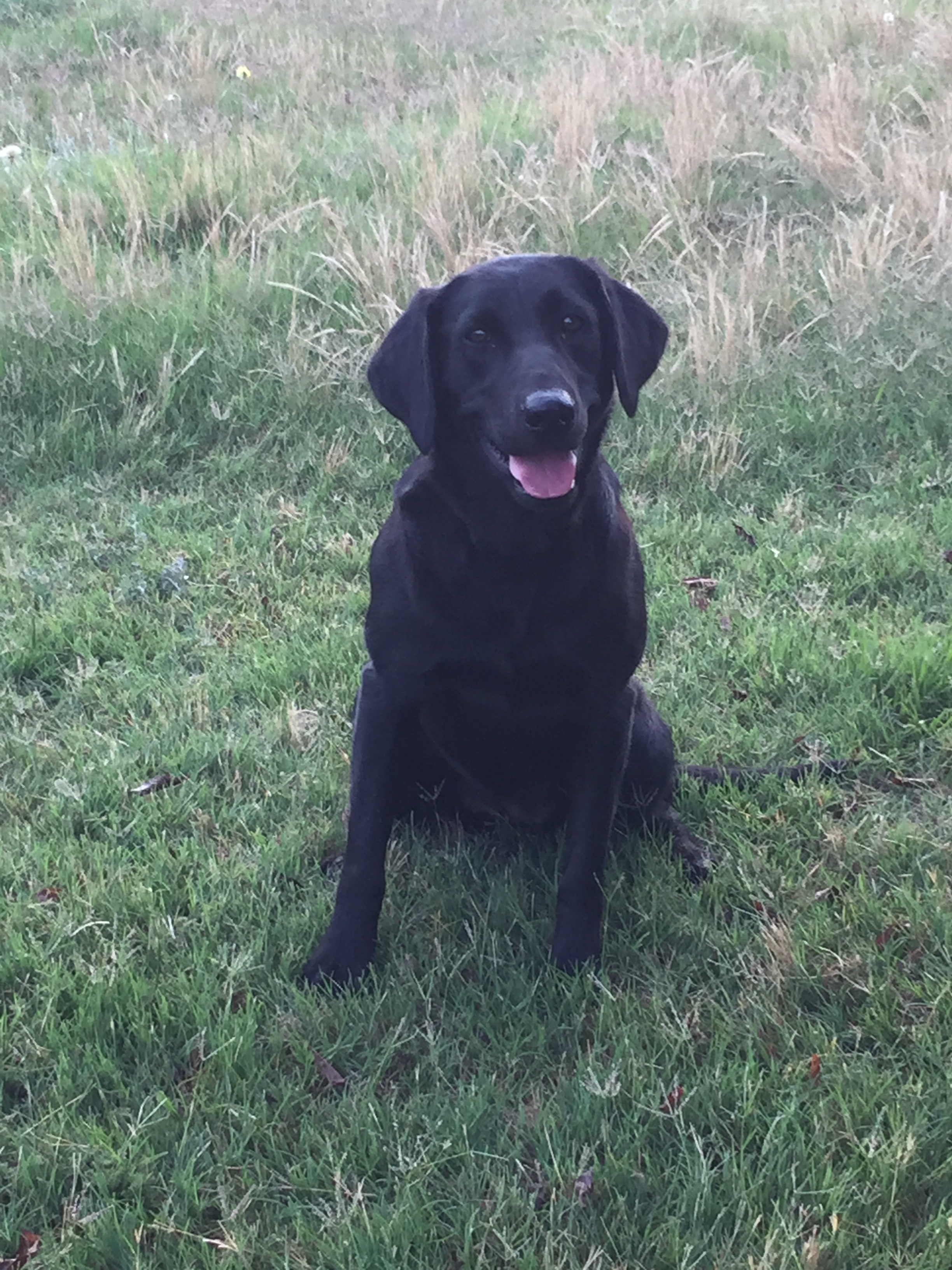 Mac's Cedar Hill Lucy | Black Labrador Retriver