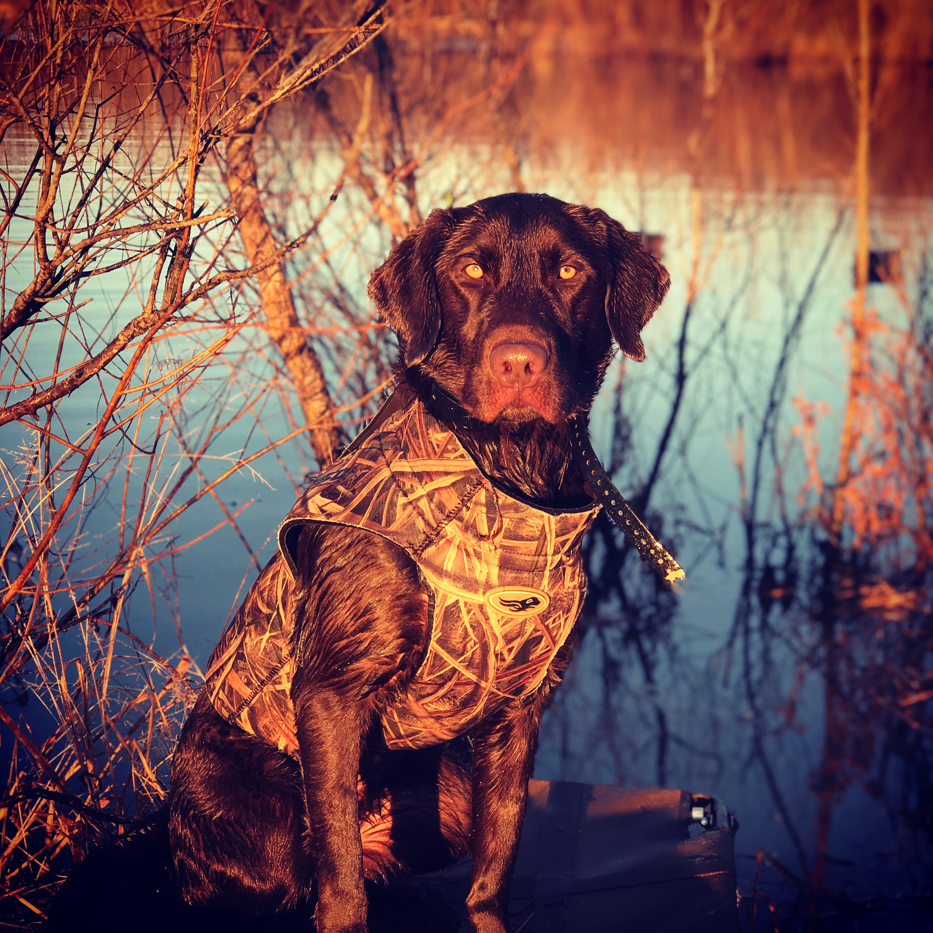 Ms Sage Taylor | Chocolate Labrador Retriver