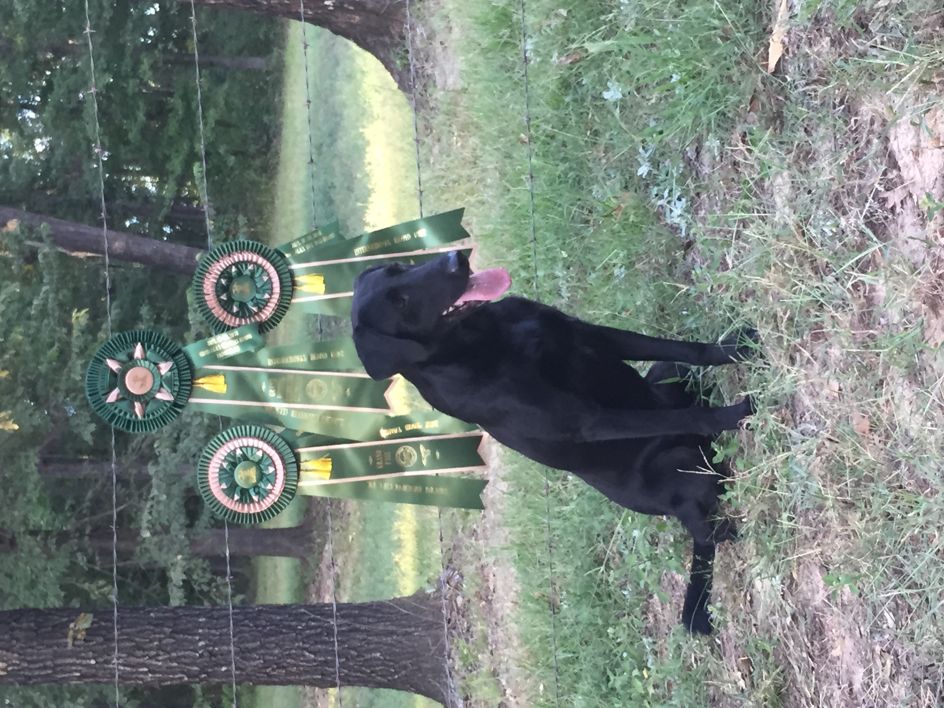 GRHRCH(8) UH Ole Mighty Dollar Bill MH QAA HOF | Black Labrador Retriver