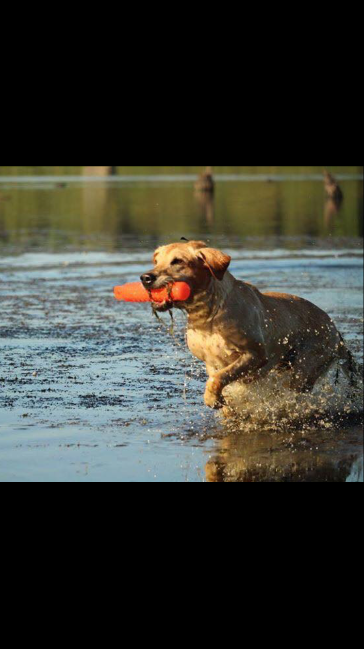 HRCH King's Legend Rebel Remington SH | Yellow Labrador Retriver