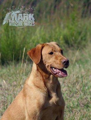 Over The Top Ring Of Fire JH | Yellow Labrador Retriver