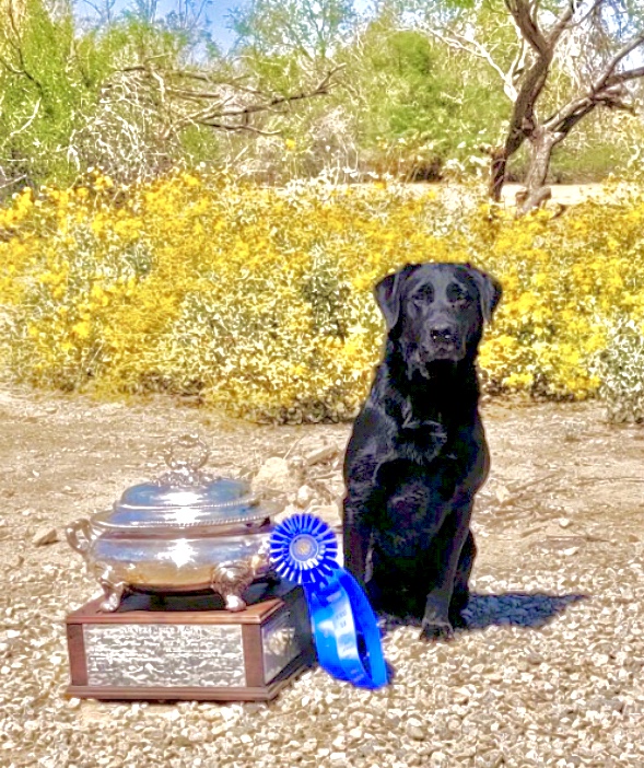 FC Magzilla's Built To Last | Black Labrador Retriver