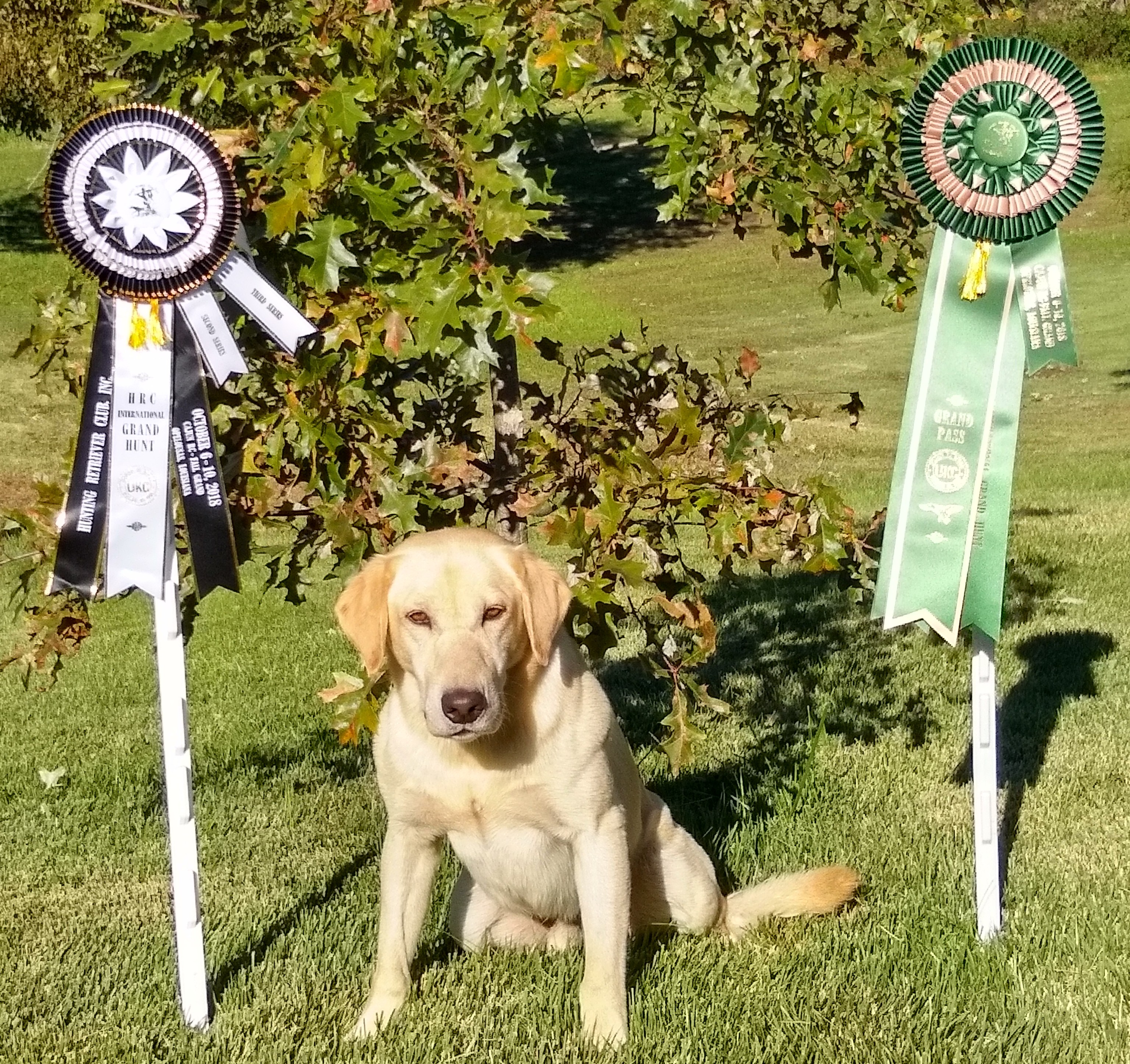 GRHRCH UH Hammerin' Bourbon Shots | Yellow Labrador Retriver