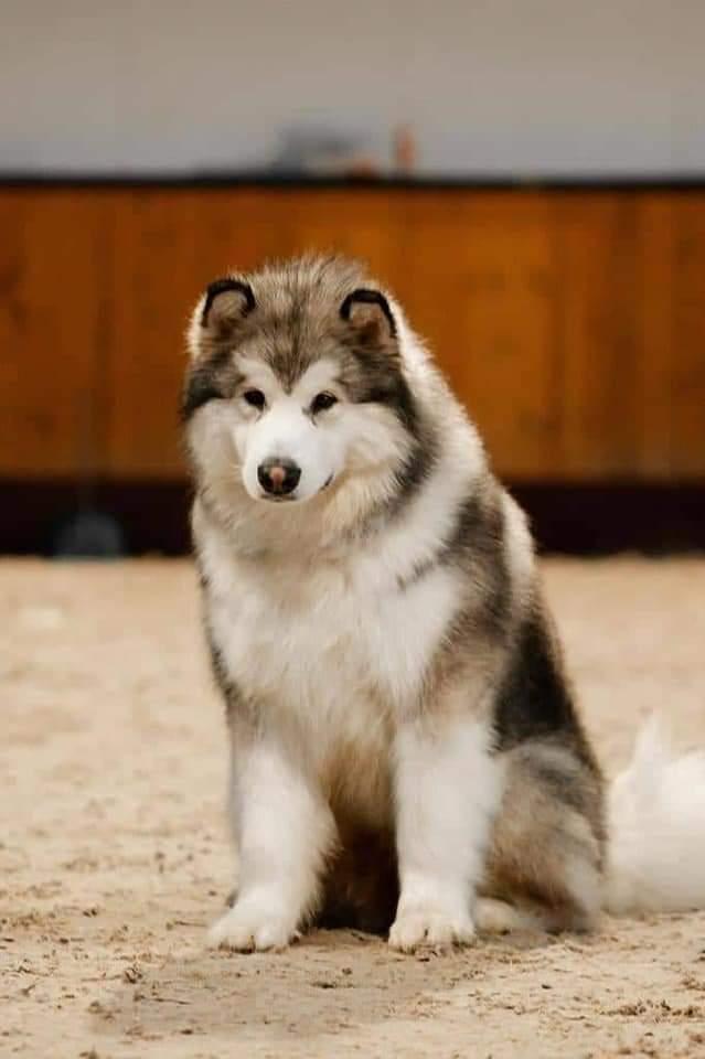 Vozhak Is Asiatskoy Imperii | Alaskan Malamute 